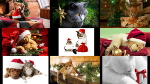 klicke hier, um die Datei herunterzuladen Animal Xmas