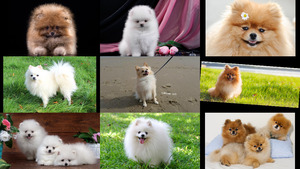 Pomeranian 