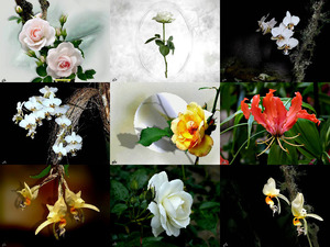 klicke hier, um die Datei herunterzuladen A handful of flowers for you - Eine Handvoll Blumen für dich