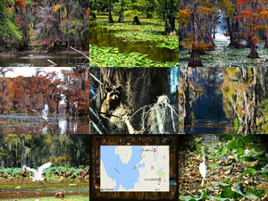 klicke hier, um die Datei herunterzuladen Mysteriöser Caddo See in Texas