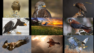 klicke hier, um die Datei herunterzuladen Raubvögel 3