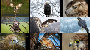 klicke hier, um die Datei herunterzuladen Raubvögel 2