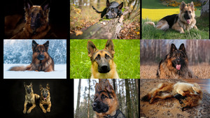 klicke hier, um die Datei herunterzuladen Deutscher Schäferhund 2