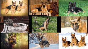 klicke hier, um die Datei herunterzuladen Deutscher Schäferhund 1