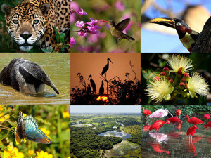 klicke hier, um die Datei herunterzuladen Brasilien-Pantanal