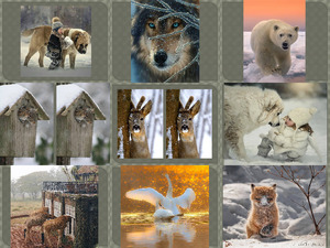 klicke hier, um die Datei herunterzuladen Beautyful Tiere