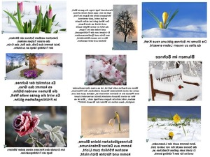 klicke hier, um die Datei herunterzuladen Blumen im Schnee