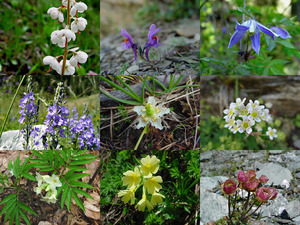 klicke hier, um die Datei herunterzuladen Alpenflora-4 - Alpenblumen 4