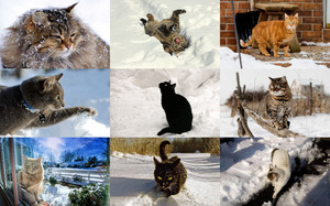 Cats in Winter 1 - Katzen im Winter 1