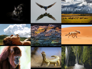 National Geographic - preisgekrnte Fotos