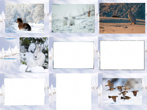 Animaux Hiver Neige 1 - Tiere Winter Schnee 1