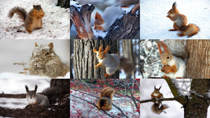 klicke hier, um die Datei herunterzuladen Auburn little small mammal - Eichhörnchen