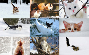 Cats in Winter 2 - Katzen im Winter 2