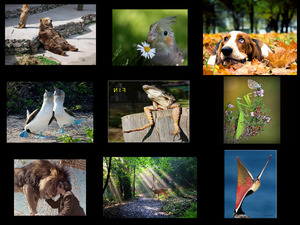 klicke hier, um die Datei herunterzuladen Schöne Tierfotos