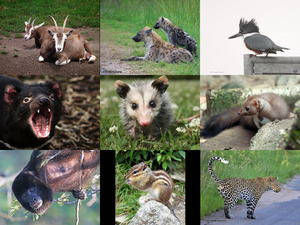 klicke hier, um die Datei herunterzuladen Bilder-Galerie vom 30102017 5 Tiere