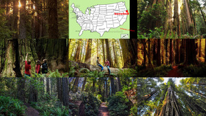 klicke hier, um die Datei herunterzuladen Redwood National Park
