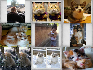 klicke hier, um die Datei herunterzuladen Hübsche Katzen