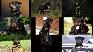 klicke hier, um die Datei herunterzuladen Rottweiler