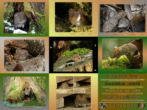 klicke hier, um die Datei herunterzuladen APODEMUS - Small Wood Mouse - Kleine Waldmaus
