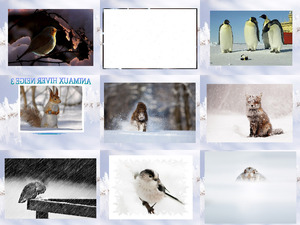 Animaux Hiver Neige 3 - Tiere Winter Schnee 3