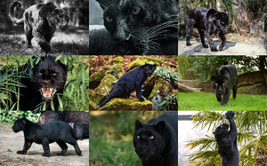 klicke hier, um die Datei herunterzuladen Bagheera Panter - Panther
