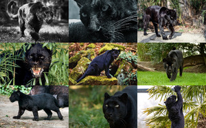 Bagheera Panter - Panther