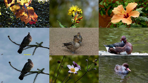 klicke hier, um die Datei herunterzuladen I see it - ich sehe es (Blumen und Tiere)