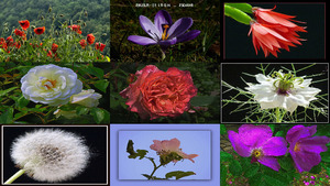 klicke hier, um die Datei herunterzuladen Images .. H D R I 51 - Fleurs - Bilder H D R I 51 - Blumen