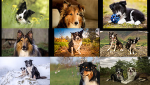 Collies