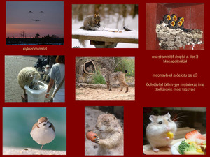 klicke hier, um die Datei herunterzuladen Schöne Tierfotos2