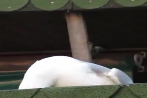 Voll in die Eier
