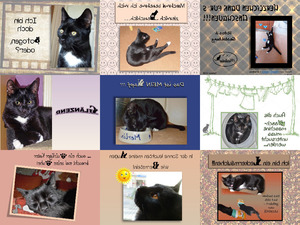 klicke hier, um die Datei herunterzuladen Katzenleben
