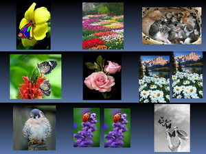 klicke hier, um die Datei herunterzuladen Flowers - Butterflies
