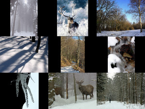 Bilder-Galerie vo 27012018 6 Wald im Winter