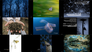 klicke hier, um die Datei herunterzuladen 2017 MontPhoto International Photography Contest 2-2 -