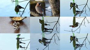 klicke hier, um die Datei herunterzuladen Der Eichelhäher und seine Freunde - Vögel