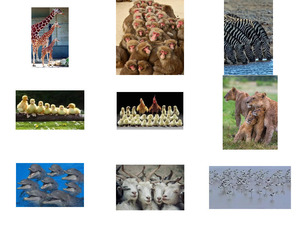klicke hier, um die Datei herunterzuladen Familienfotos von Tieren
