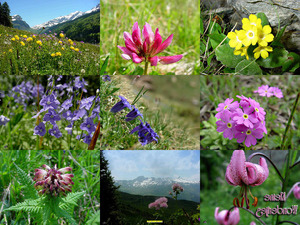 Kleine Wondertjes - Kleines Wunder (Blumen)