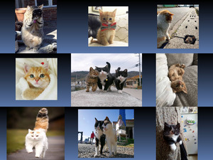 klicke hier, um die Datei herunterzuladen Hübsche Katzen 2