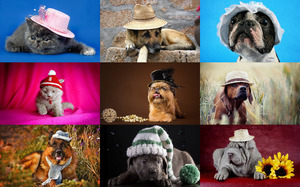 klicke hier, um die Datei herunterzuladen Pets in Hats - Haustiere mit Hüten