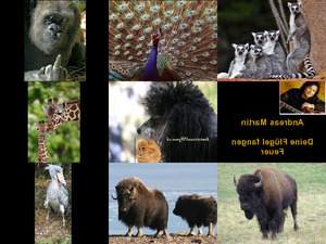 Bilder-Galerie vom 30102017 1 Tiere