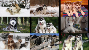 Husky-2.ppsx auf www.funpot.net