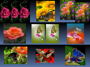 Flowers - Butterflies 3
