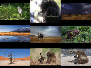 klicke hier, um die Datei herunterzuladen Bilder-Galerie - Wildlife 3