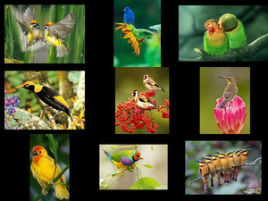 klicke hier, um die Datei herunterzuladen Schöne Vogelfotos