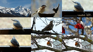 klicke hier, um die Datei herunterzuladen Ich träume...... (Vögel in der Natur)