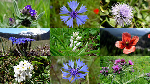 In de vrije natuur - In der offenen Natur (Blumen)