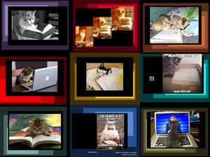 klicke hier, um die Datei herunterzuladen Studying Cats - Katzen studieren