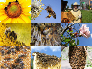 Die Lebenswelt der Bienen