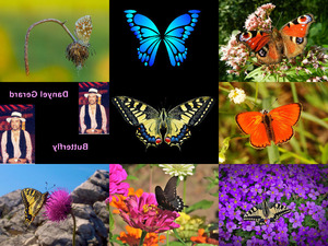 Bilder-Galerie - Schmetterlinge